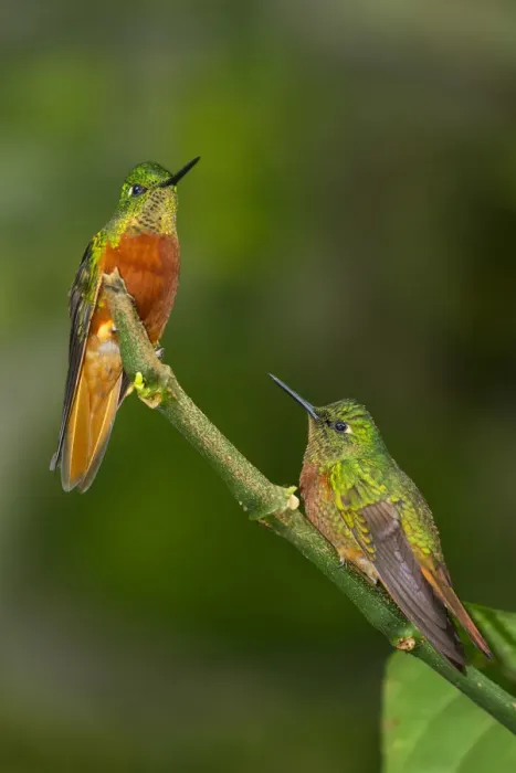 Framed Print : South America, Andes, Peru, Tambomachay, Cusco Province, Hummingbirds in cloud forest Framed Print : South America, Andes, Peru, Tambomachay, Cusco Province, Hummingbirds in cloud forest