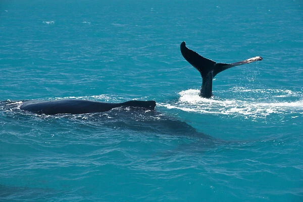 South America, Brazil, Bahia, Abrolhos, A female Humpback whale (Megaptera novaeangliae)