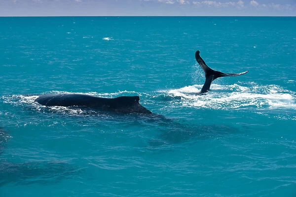 South America, Brazil, Bahia, Abrolhos, A female Humpback whale (Megaptera novaeangliae)