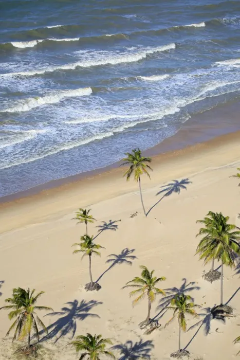 Framed Print : South America, Brazil, Ceara, Aerial view of palm trees on the beach near Fortaleza Framed Print : South America, Brazil, Ceara, Aerial view of palm trees on the beach near Fortaleza