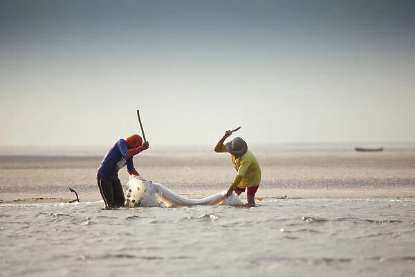 South America, Brazil, Maranhao, fishermen beat a net on the Rio Preguica river estuary