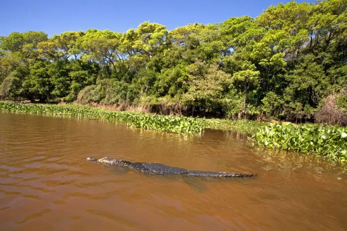 Framed Print : South America, Brazil, Mato Grosso, Pantanal, a Yacare caiman, Caiman crocodilus yacare Framed Print : South America, Brazil, Mato Grosso, Pantanal, a Yacare caiman, Caiman crocodilus yacare
