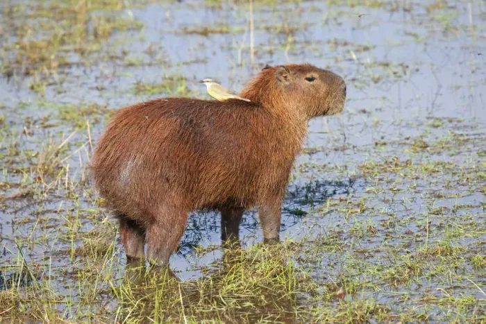 Framed Print : South America, Brazil, Mato Grosso, Pantanal, a capybara, Hydrochoerus hydrochaeris Framed Print : South America, Brazil, Mato Grosso, Pantanal, a capybara, Hydrochoerus hydrochaeris
