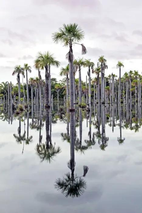 Framed Print : South America, Brazil, Mato Grosso, Nobres, Buriti palms at the Lagoa das Araras Framed Print : South America, Brazil, Mato Grosso, Nobres, Buriti palms at the Lagoa das Araras