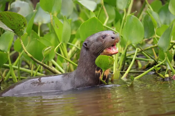 Framed Print : South America, Brazil, Mato Grosso, Pantanal, a giant otter
