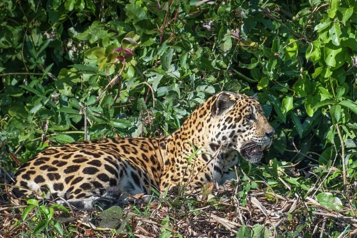 Framed Print : South America, Brazil, Mato Grosso, Pantanal; Jaguar (panthera onca) Framed Print : South America, Brazil, Mato Grosso, Pantanal; Jaguar (panthera onca)