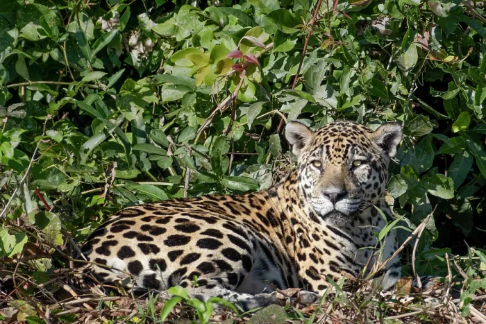 Framed Print : South America, Brazil, Mato Grosso, Pantanal; Jaguar (panthera onca) Framed Print : South America, Brazil, Mato Grosso, Pantanal; Jaguar (panthera onca)