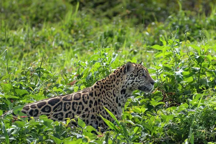 Framed Print : South America, Brazil, Mato Grosso, Pantanal; Jaguar (panthera onca)