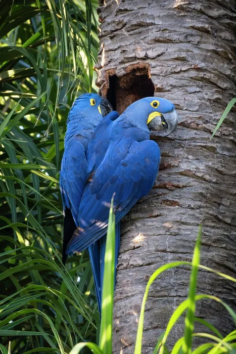Framed Print : South America, Brazil, Mato Grosso, Pantanal, a pair of nesting Hyacinth Macaw or Hyacinthine Macaws (Anodorhynchus hyacinthinus) outside their nest hollowed out of a palm tree Framed Print : South America, Brazil, Mato Grosso, Pantanal, a pair of nesting Hyacinth Macaw or Hyacinthine Macaws (Anodorhynchus hyacinthinus) outside their nest hollowed out of a palm tree