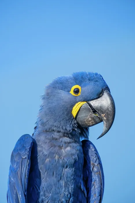 Framed Print : South America, Brazil, Mato Grosso, Pantanal, Hyacinth Macaw or Hyacinthine Macaw (Anodorhynchus hyacinthinus) isolated against blue sky Framed Print : South America, Brazil, Mato Grosso, Pantanal, Hyacinth Macaw or Hyacinthine Macaw (Anodorhynchus hyacinthinus) isolated against blue sky
