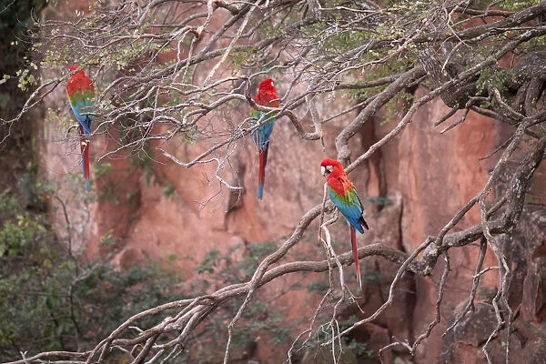 South America, Brazil, Mato Grosso, Bonito, Ara chloropterus, Red-and-green Macaw