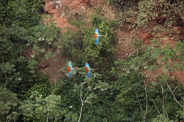 South America, Brazil, Mato Grosso, Bonito, Ara chloropterus (Red-and-green Macaw)