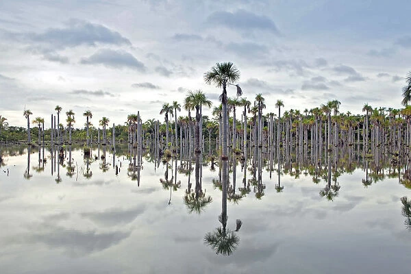 South America, Brazil, Mato Grosso, Nobres, Buriti palms at the Lagoa das Araras
