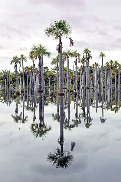 South America, Brazil, Mato Grosso, Nobres, Buriti palms at the Lagoa das Araras