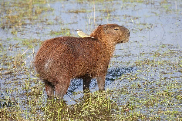South America, Brazil, Mato Grosso, Pantanal, a capybara, Hydrochoerus hydrochaeris