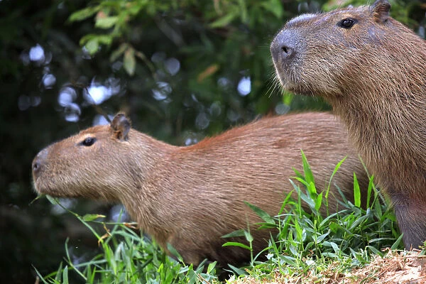 South America, Brazil, Mato Grosso, Pantanal, a male and female capybara, Hydrochoerus