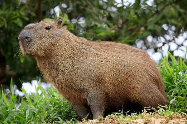 South America, Brazil, Mato Grosso, Pantanal, a male capybara, Hydrochoerus hydrochaeris