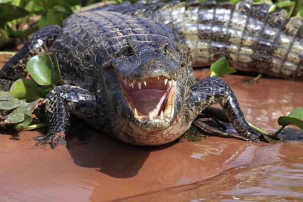 South America, Brazil, Mato Grosso, Pantanal, a Yacare caiman, Caiman crocodilus yacare