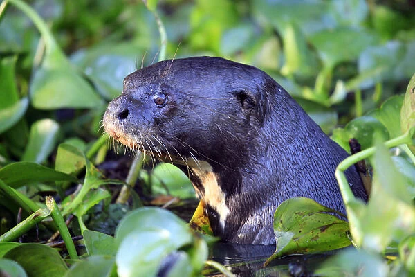 South America, Brazil, Mato Grosso, Pantanal, a giant otter