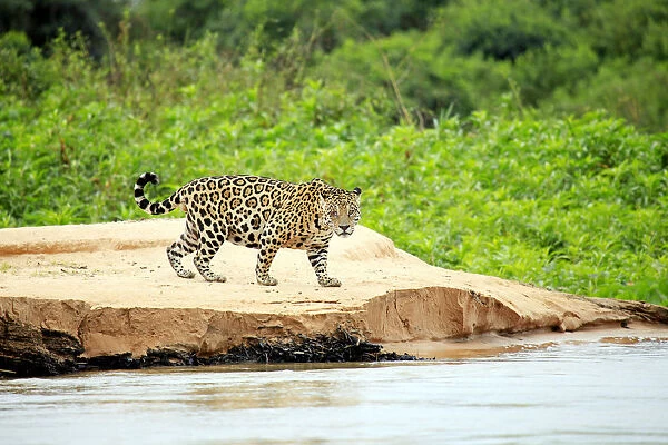 South America, Brazil, Mato Grosso, Pantanal, a male jaguar, panthera onca