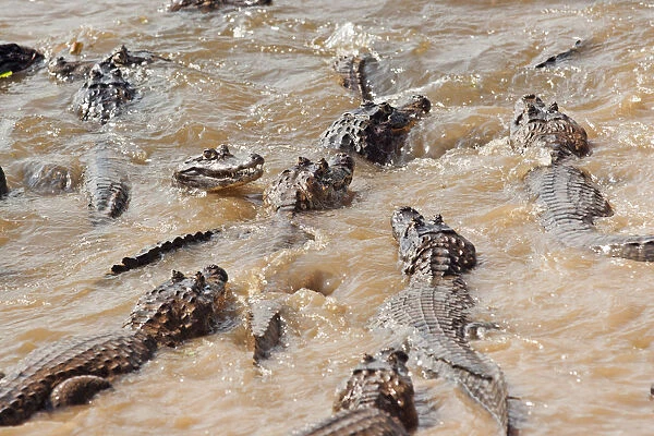 South America, Brazil, Mato Grosso, Pantanal, Yacare caimans, Caiman crocodilus yacare