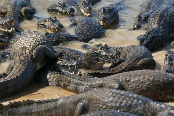 Framed Print : South America, Brazil, Mato Grosso do Sul, Yacare Caiman in the Brazilian Pantanal Framed Print : South America, Brazil, Mato Grosso do Sul, Yacare Caiman in the Brazilian Pantanal