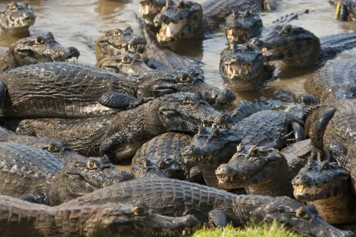 Framed Print : South America, Brazil, Mato Grosso do Sul, Yacare Caiman in the Brazilian Pantanal Framed Print : South America, Brazil, Mato Grosso do Sul, Yacare Caiman in the Brazilian Pantanal
