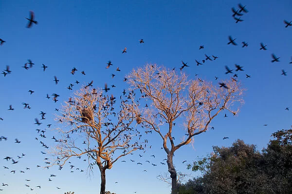 South America, Brazil, Mato Grosso do Sul, scores of Neotropic Cormorants flying