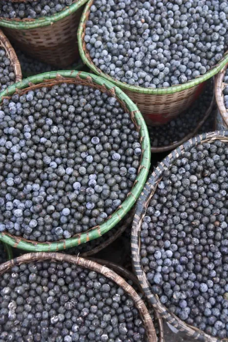 Framed Print : South America, Brazil, Para, Amazon, baskets of acai berry at the morning acai market Framed Print : South America, Brazil, Para, Amazon, baskets of acai berry at the morning acai market