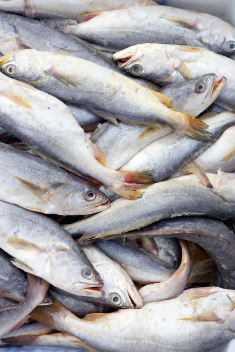 Framed Print : South America, Brazil, Para, Belem, Amazon, Amazon river fish for sale at the Ver-o-Peso