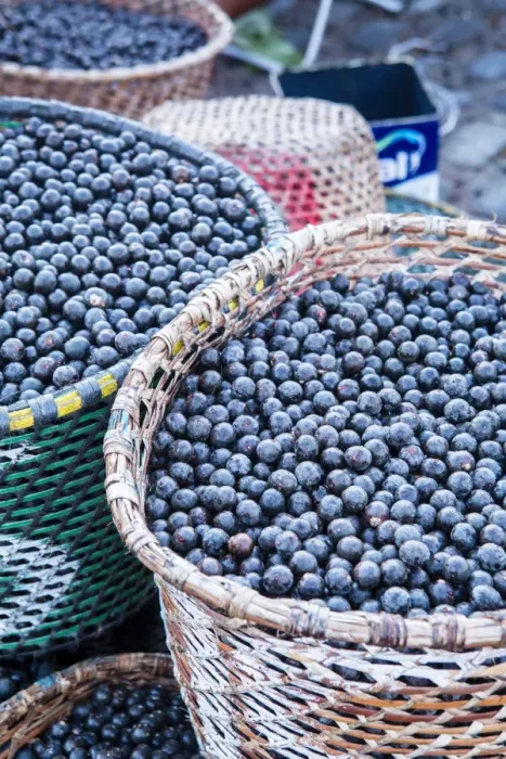 Framed Print : South America, Brazil, Para state, Belem, Acai berries on sale in the morning market Framed Print : South America, Brazil, Para state, Belem, Acai berries on sale in the morning market