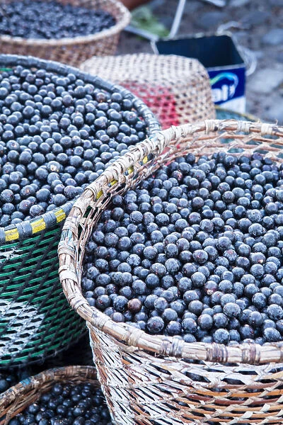 South America, Brazil, Para state, Belem, Acai berries on sale in the morning market