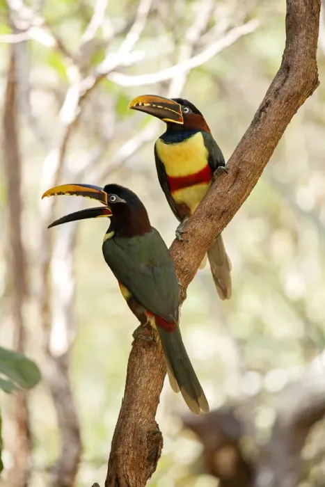 Framed Print : South America, Brazil, Sao Paulo, Chestnut Eared Aracari, Pteroglossus castanotis Framed Print : South America, Brazil, Sao Paulo, Chestnut Eared Aracari, Pteroglossus castanotis