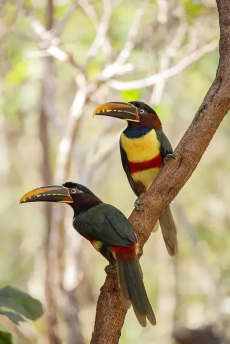 Framed Print : South America, Brazil, Sao Paulo, Chestnut Eared Aracari, Pteroglossus castanotis Framed Print : South America, Brazil, Sao Paulo, Chestnut Eared Aracari, Pteroglossus castanotis