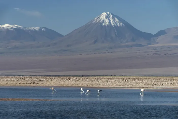 Framed Print : South America, Chile, Atacama, San Pedro de Atacama, Falmingos and volcano