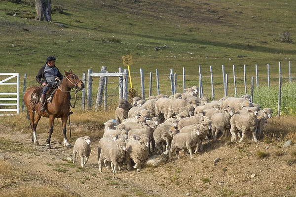 South America, Chile, Patagonia, Gaucho herding his sheep