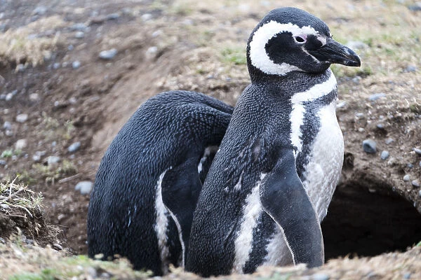 South America, Chile, Patagonia, Tierra del Fuego, Magellanic penguins (Spheniscus