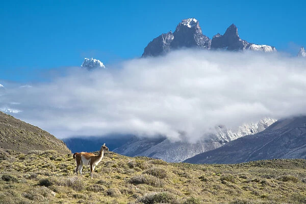 South America, Chile, Patagonia, Torres del Paine, UNESCO World Heritage, Guanaco
