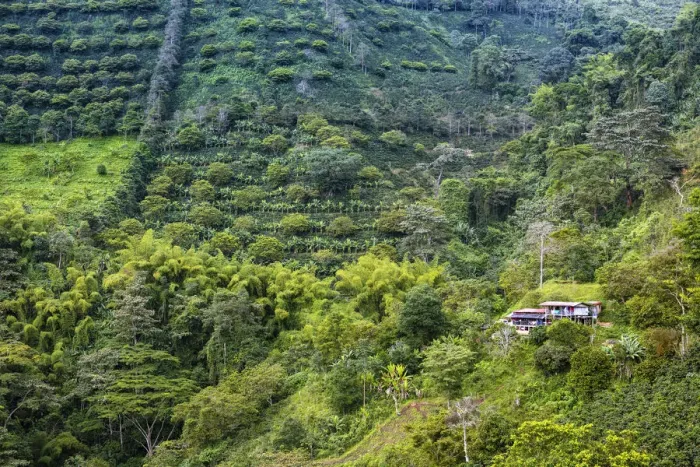 Framed Print : South America, Colombia, Quindio, Buenavista, residential house surrounded by coffee Framed Print : South America, Colombia, Quindio, Buenavista, residential house surrounded by coffee