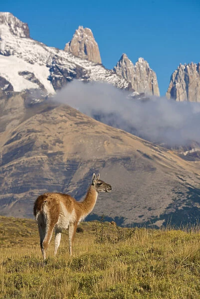South America, Patagonia, Chile, Torres del Paine, Guanaco with the Andes Mountain