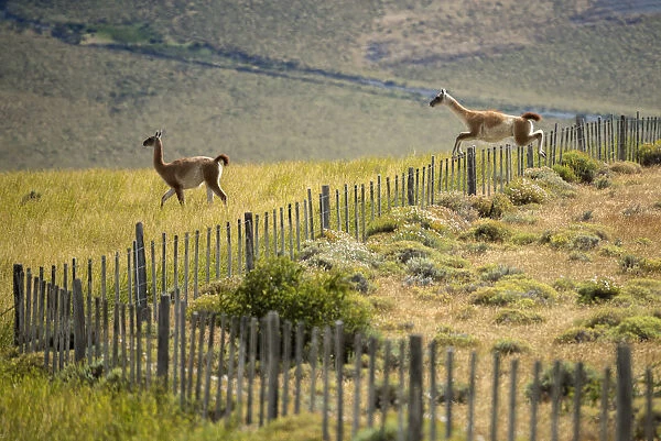 South America, Patagonia, Chile, Torres del Paine, Guanacos jumping fence