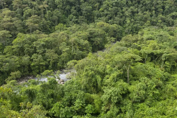 Framed Print : South America, Peru, Amazonia, Manu National Park, UNESCO World Heritage, cloud forest Framed Print : South America, Peru, Amazonia, Manu National Park, UNESCO World Heritage, cloud forest