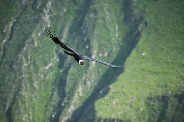 Framed Print : South America, Peru, Colca Canyon, soaring condor
