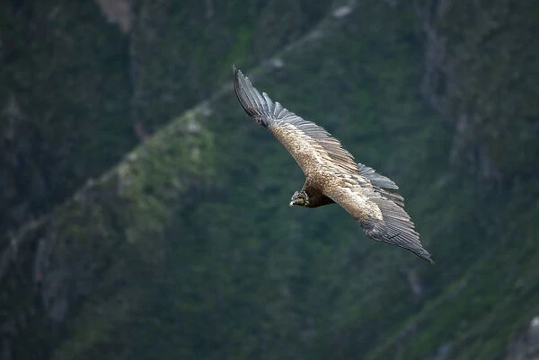 South America, Peru, Colca Canyon, soaring condor