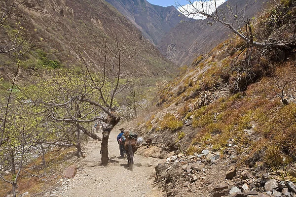 South America, Peru, Cusco. A Quechua porter and mules carrying baggage on the trail