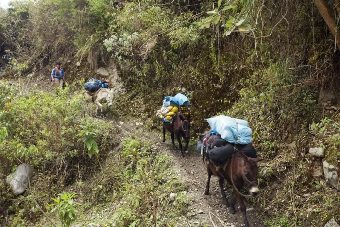 Framed Print : South America, Peru, Cusco. A Quechua porter and mules carrying baggage on the trail Framed Print : South America, Peru, Cusco. A Quechua porter and mules carrying baggage on the trail