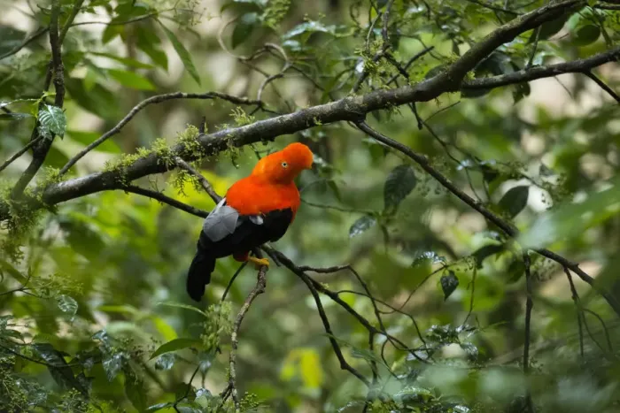 Framed Print : South America, Peru, Manu National Park, Cock of the rock Framed Print : South America, Peru, Manu National Park, Cock of the rock