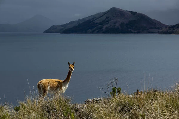 South America, Peru, Suasi island, Lake Tititaca, Vicugna vicugna, Vicuna at lake