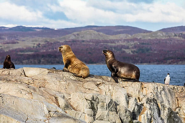 South American fur seal, Beagle Channel, Ushuaia, Tierra del Fuego, Argentina