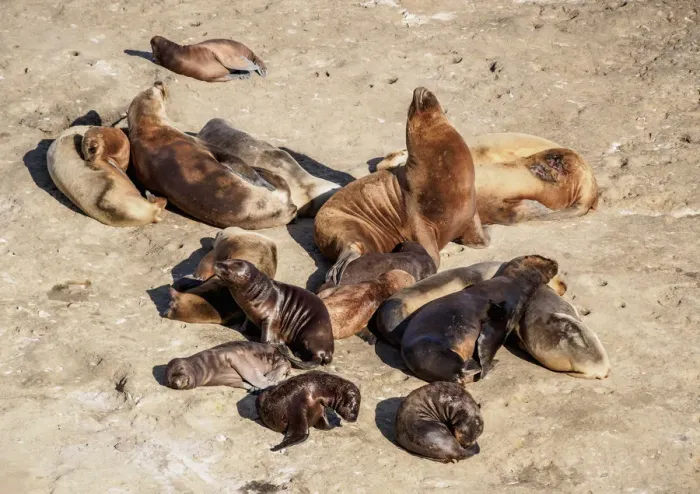 Framed Print : South American Sea Lion Colony (Otaria flavescens), Punta Piramide, Valdes Peninsula